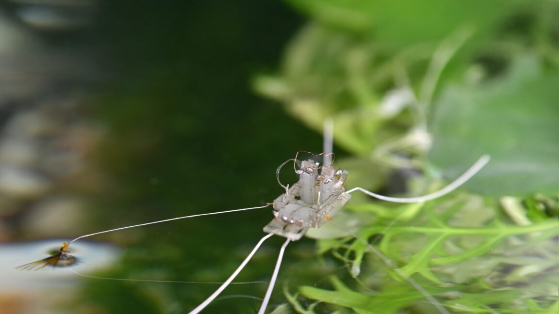 Un robot emula a los insectos para caminar sobre el agua