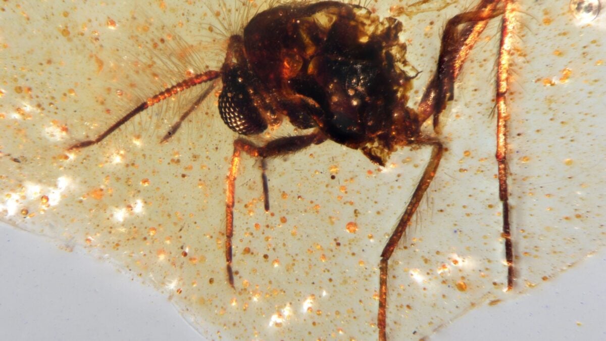 Descubren en Ecuador el mayor yacimiento de ámbar del hemisferio sur