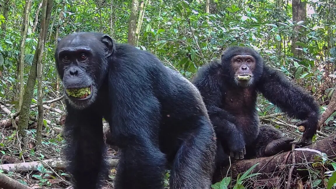 Los chimpancés consumen el equivalente a dos copas de vino al día