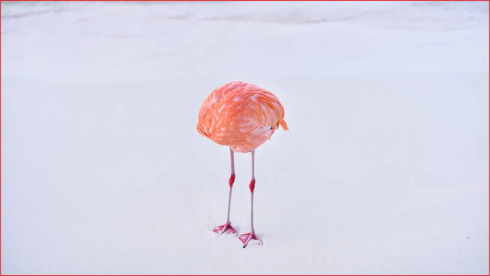 Un fotógrafo gana concurso de IA con imagen real y es descalificado